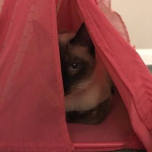 Meet your Posher, Beth